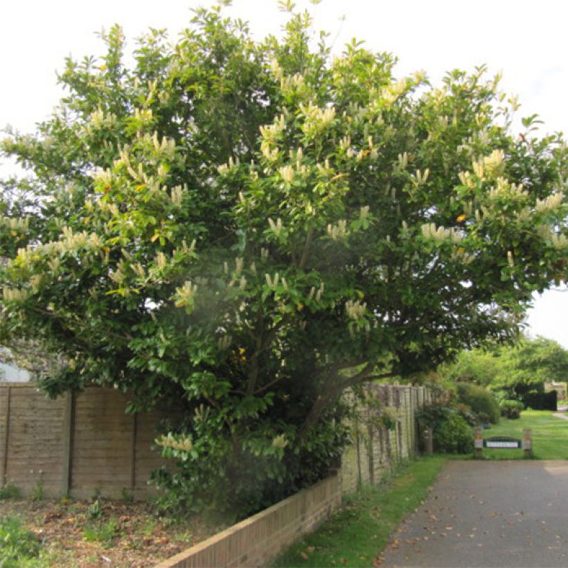 Kirschlorbeer Caucasica - Prunus laurocerasus (Plant habit)