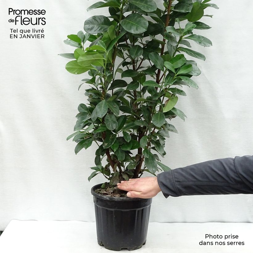 Exemplar von Kirschlorbeer Etna - Prunus laurocerasus Topf mit 4L/5L wie im Winter geliefert