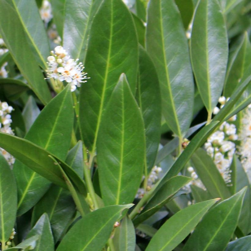 Kirschlorbeer Fontanettes - Prunus laurocerasus (Foliage)
