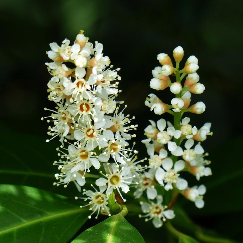 Kirschlorbeer Fontanettes - Prunus laurocerasus (Flowering)