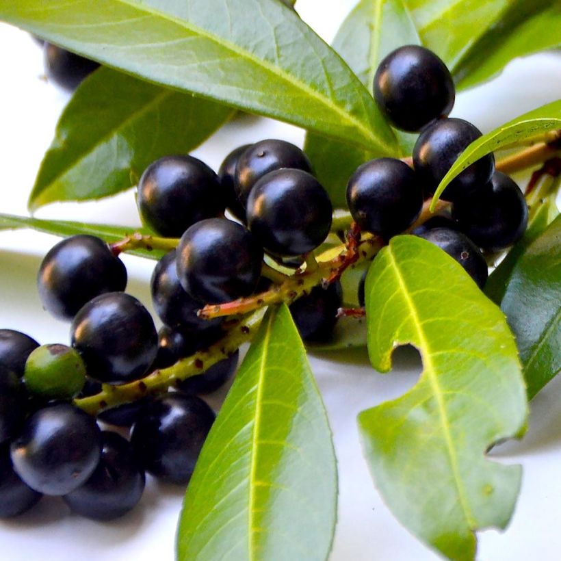 Kirschlorbeer Fontanettes - Prunus laurocerasus (Harvest)