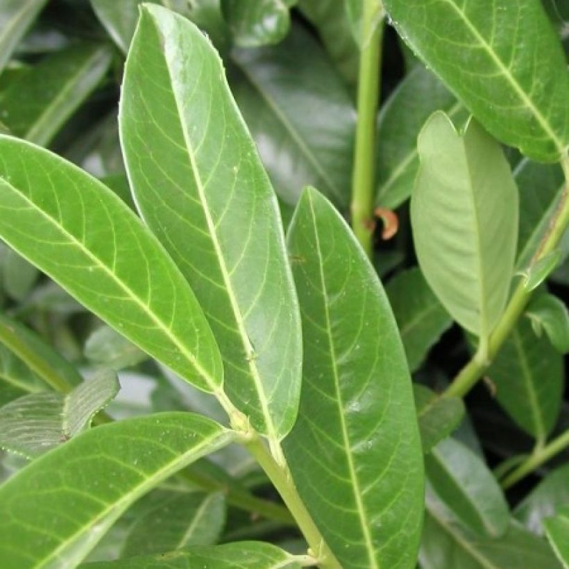 Kirschlorbeer Genolia - Prunus laurocerasus (Foliage)