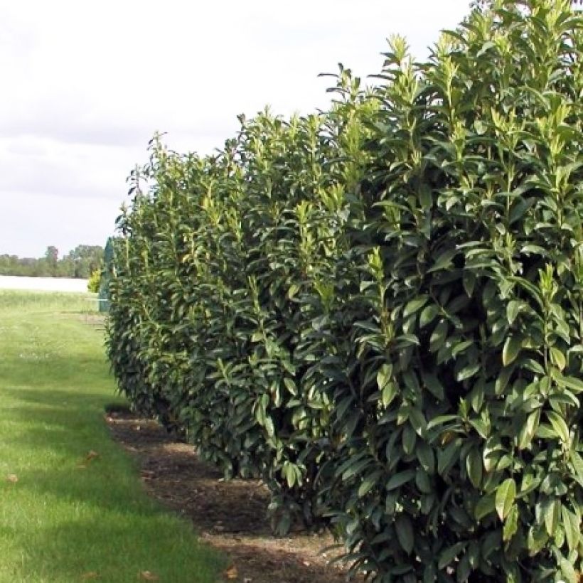 Kirschlorbeer Genolia - Prunus laurocerasus (Plant habit)