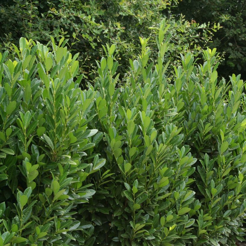 Kirschlorbeer Greentorch - Prunus laurocerasus (Plant habit)