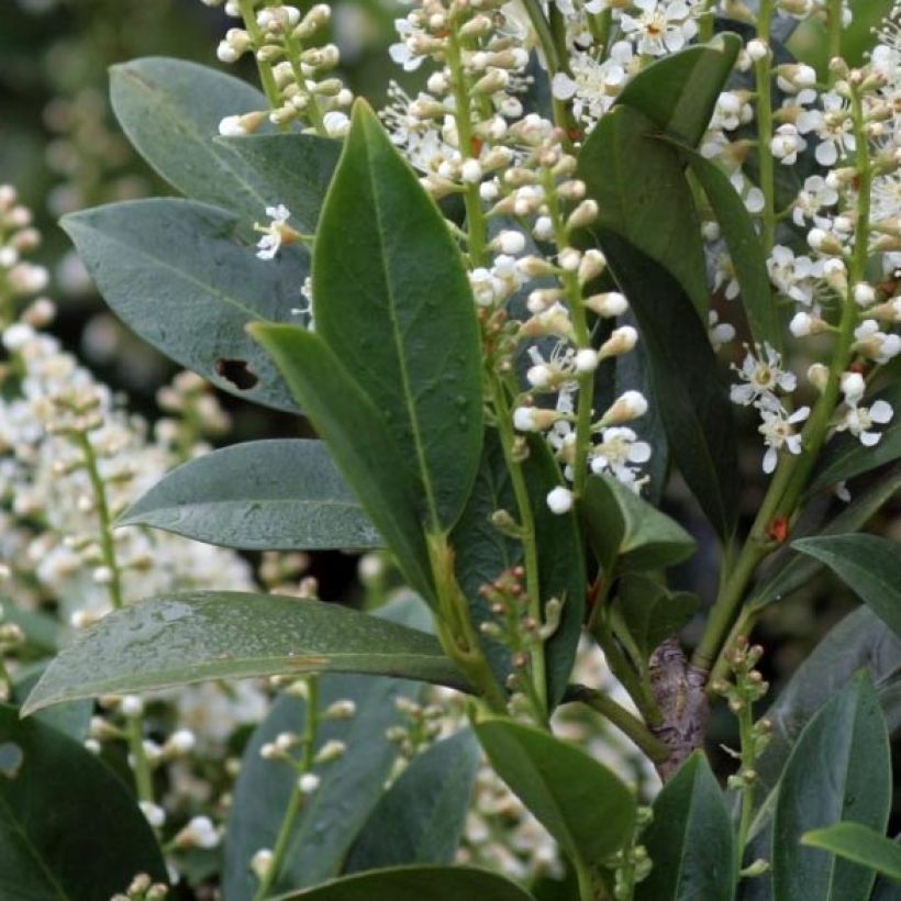 Kirschlorbeer Mano - Prunus laurocerasus (Foliage)