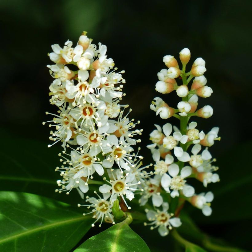 Kirschlorbeer Mano - Prunus laurocerasus (Flowering)