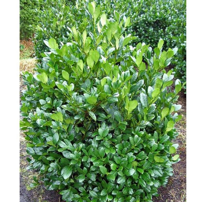 Kirschlorbeer Mano - Prunus laurocerasus (Plant habit)