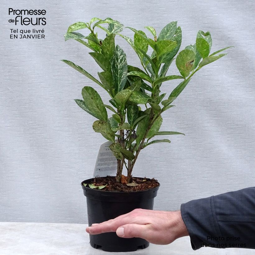 Exemplar von Kirschlorbeer Marbled White - Prunus laurocerasus Topf mit 2L/3L wie im Winter geliefert