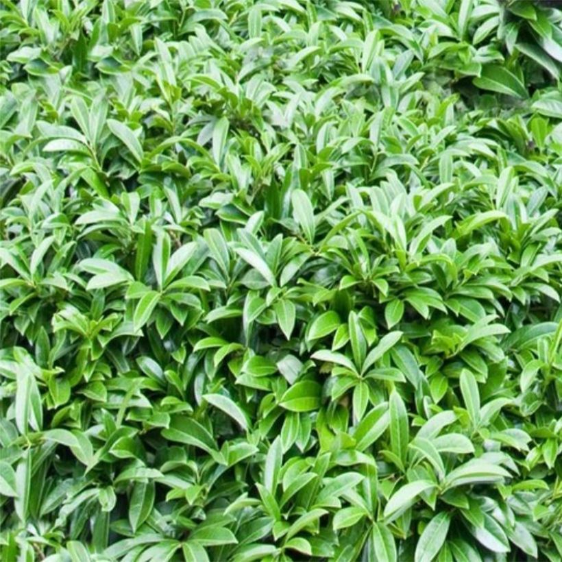 Kirschlorbeer Mount Vernon - Prunus laurocerasus (Foliage)