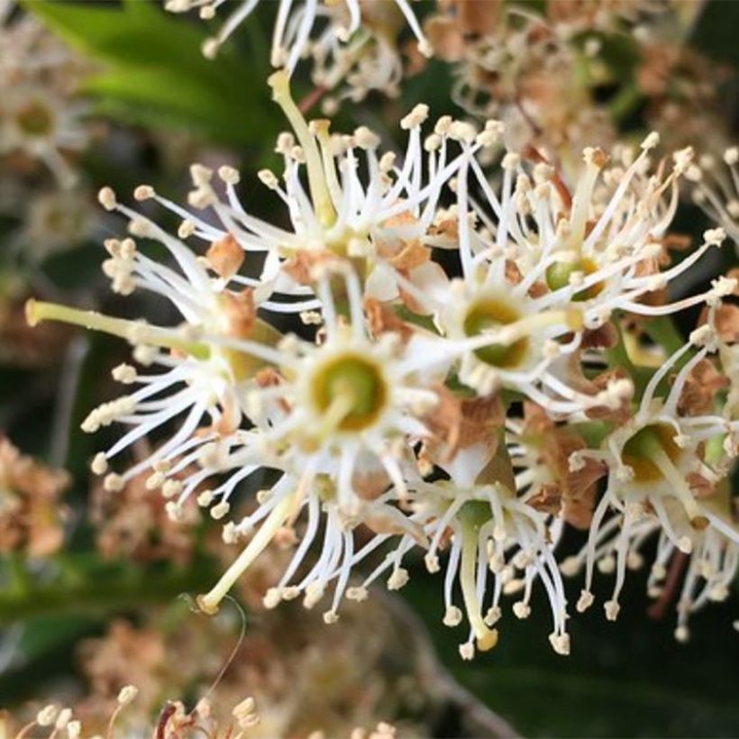 Kirschlorbeer Mount Vernon - Prunus laurocerasus (Flowering)