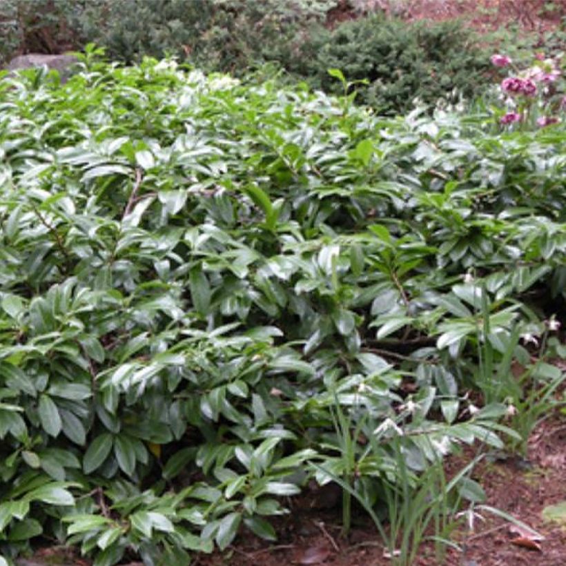 Kirschlorbeer Mount Vernon - Prunus laurocerasus (Plant habit)