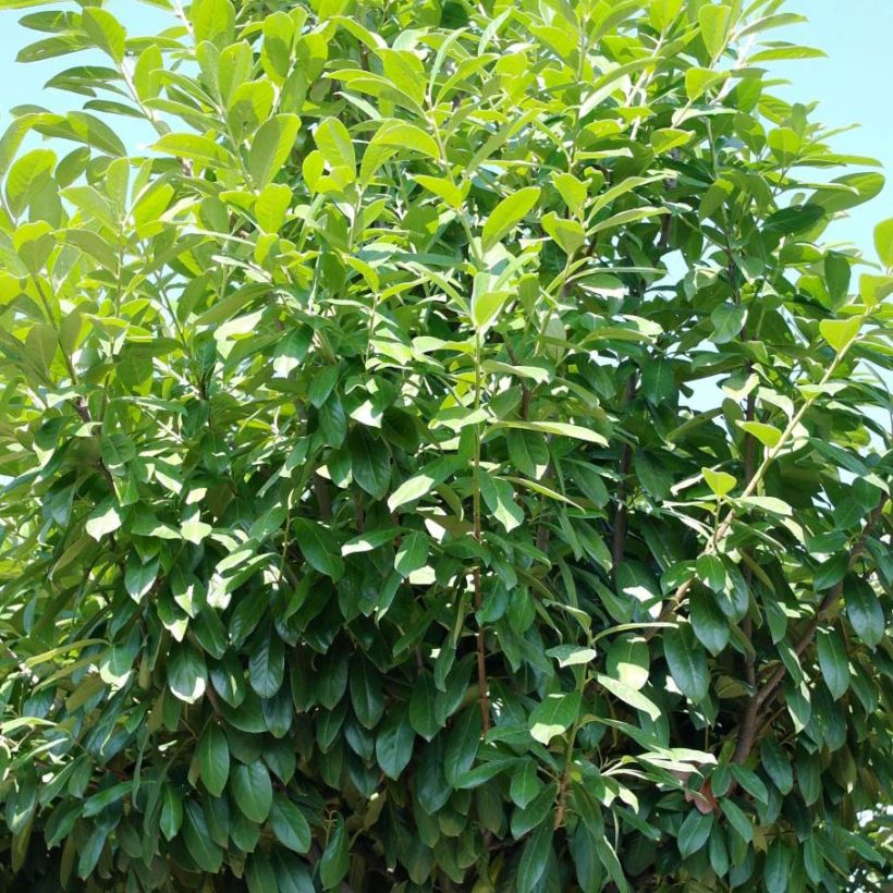 Kirschlorbeer Novita - Prunus laurocerasus (Plant habit)