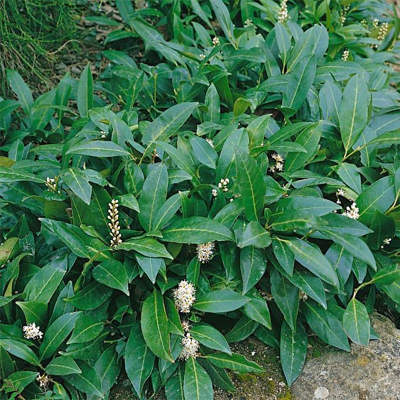 Kirschlorbeer Novita - Prunus laurocerasus (Foliage)