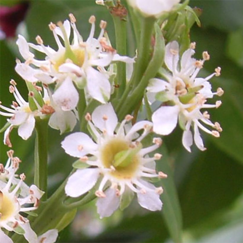 Kirschlorbeer Otto Luyken - Prunus laurocerasus (Flowering)