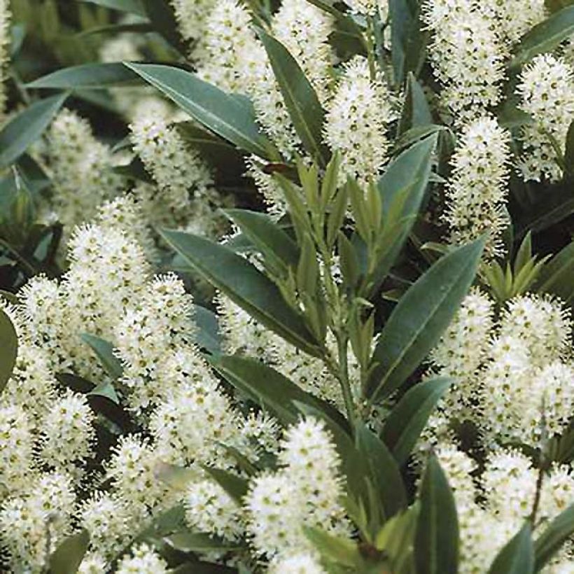 Kirschlorbeer Zabeliana - Prunus laurocerasus (Flowering)