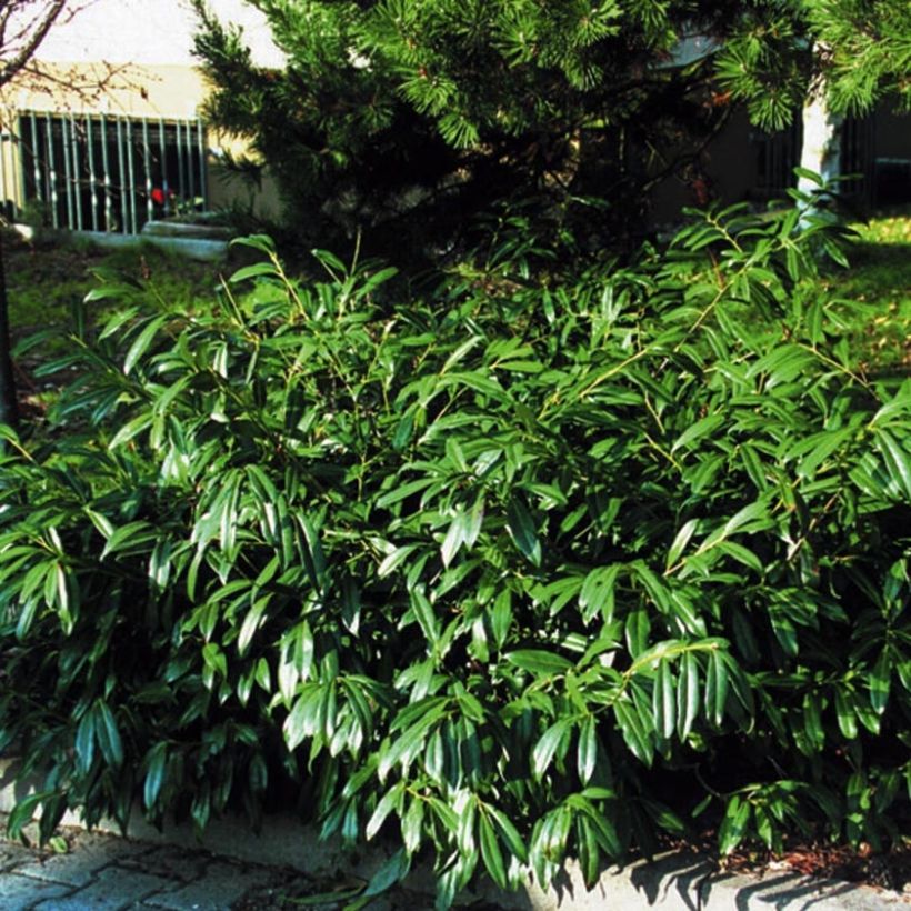 Kirschlorbeer Zabeliana - Prunus laurocerasus (Plant habit)