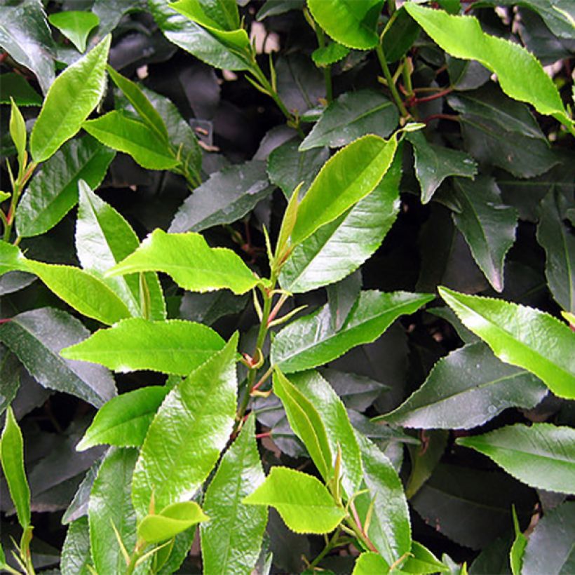 Portugiesische Lorbeerkirsche - Prunus lusitanica (Foliage)