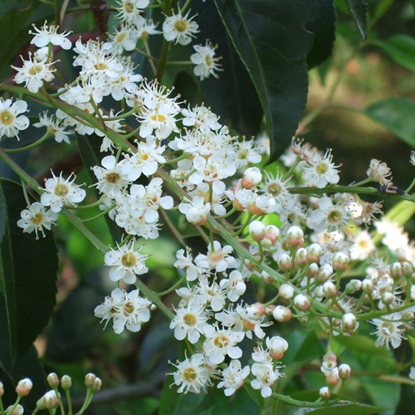 Portugiesische Lorbeerkirsche - Prunus lusitanica (Flowering)