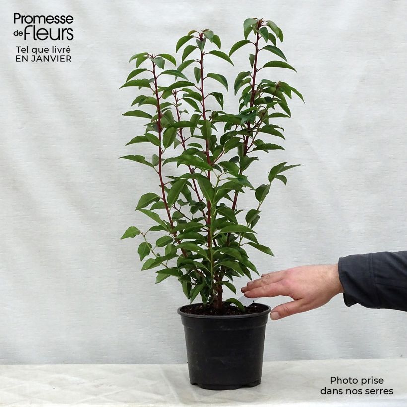 Exemplar von Portugiesische Lorbeerkirsche Angustifolia - Prunus lusitanica Topf mit 3L/4L wie im Winter geliefert