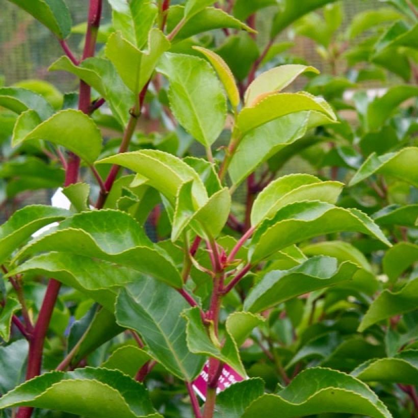 Portugiesische Lorbeerkirsche Brenelia - Prunus lusitanica (Foliage)