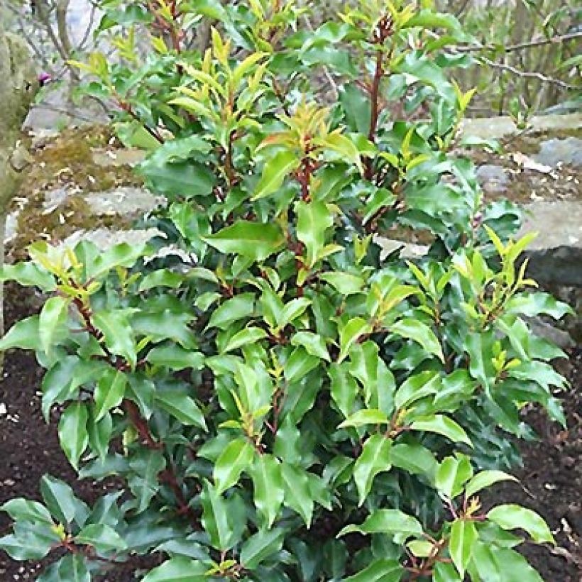 Portugiesische Lorbeerkirsche Brenelia - Prunus lusitanica (Plant habit)