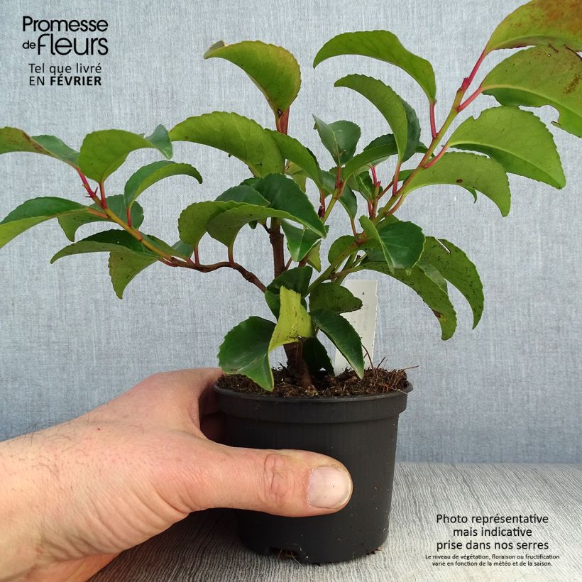 Exemplar von Portugiesische Lorbeerkirsche Tico - Prunus lusitanica subsp. azorica Kleine Töpfe von 8/9 cm wie im Winter geliefert