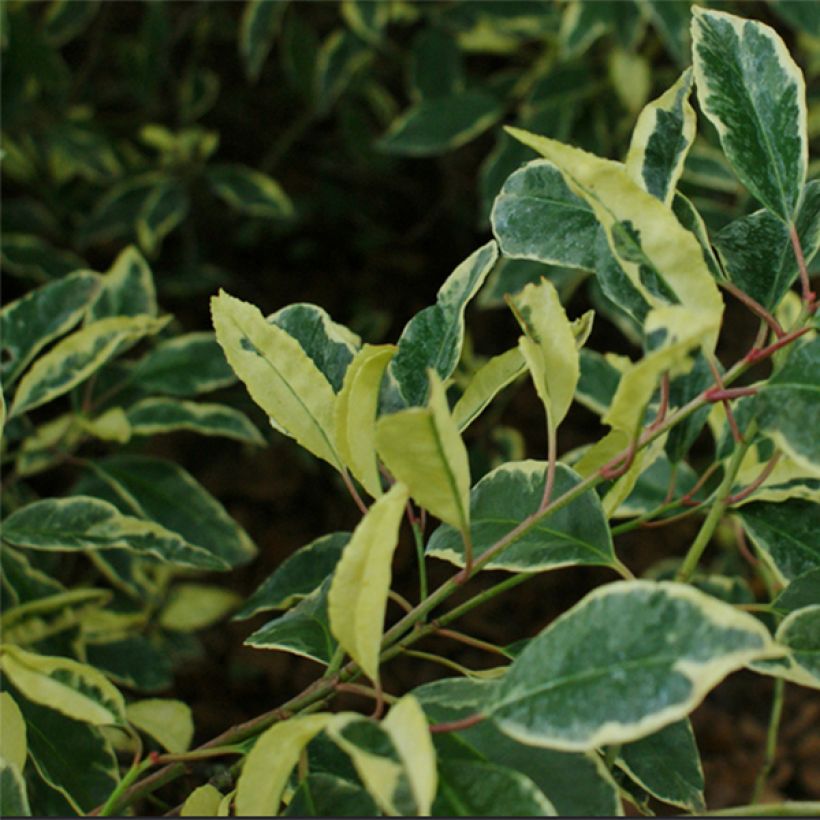Portugiesische Lorbeerkirsche Variegata - Prunus lusitanica (Foliage)