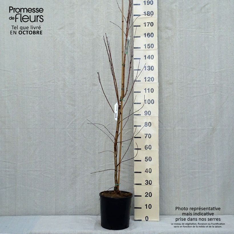 Example of Mandschurische Kirsche Amber Beauty - Prunus maackii Topf mit 12L/15L as you get in automne
