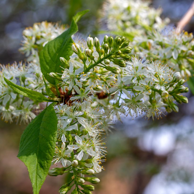 Mandschurische Kirsche Amber Beauty - Prunus maackii (Flowering)