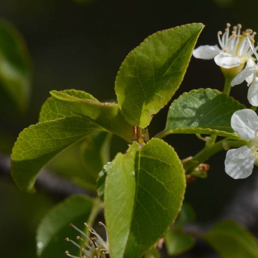 Steinweichsel - Prunus mahaleb (Foliage)