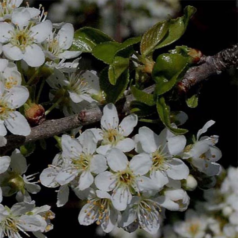 Steinweichsel - Prunus mahaleb (Flowering)