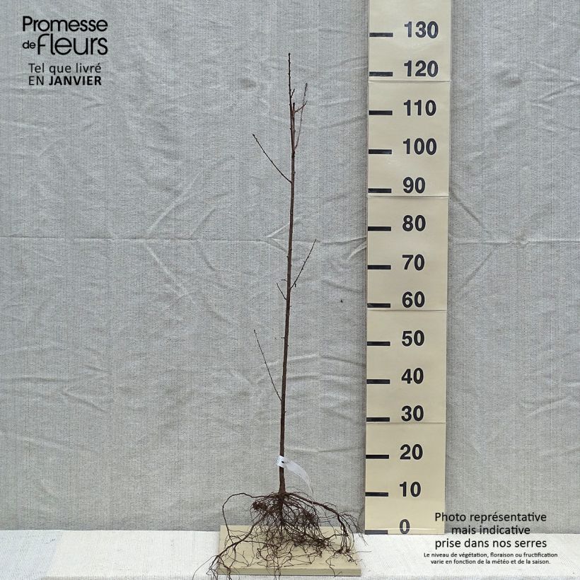 Example of Steinweichsel - Prunus mahaleb Wurzelnackt as you get in hiver