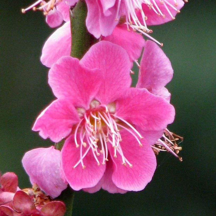 Japanische Aprikose Beni Chidori - Prunus mume (Flowering)