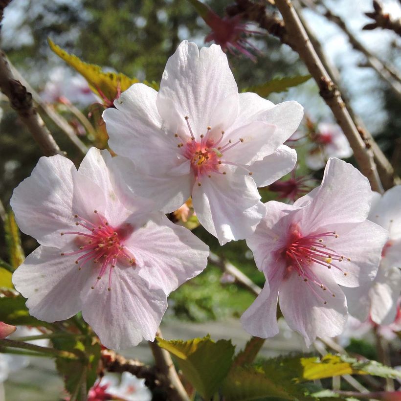 Kurilen-Kirsche Brillant - Prunus nipponica var. kurilensis (Flowering)