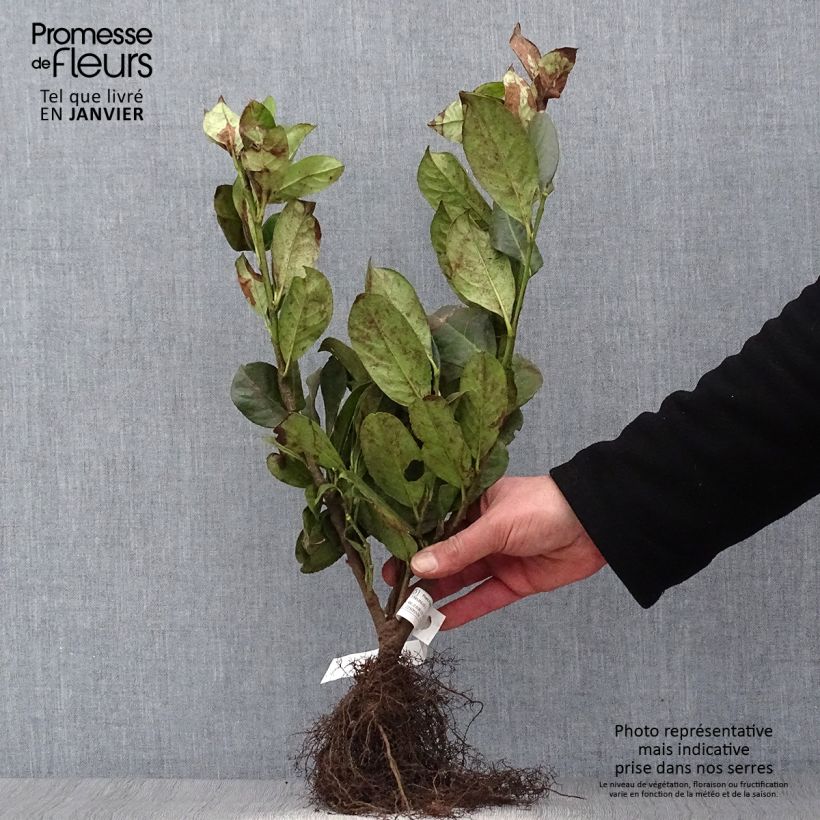 Example of Gewöhnliche Trauben-Kirsche - Prunus padus Wurzelnackt as you get in hiver