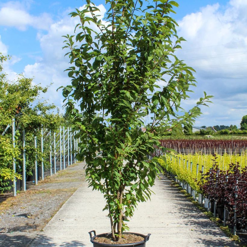 Example of Gewöhnliche Trauben-Kirsche - Prunus padus Topf mit 80L/90L as you get in printemps