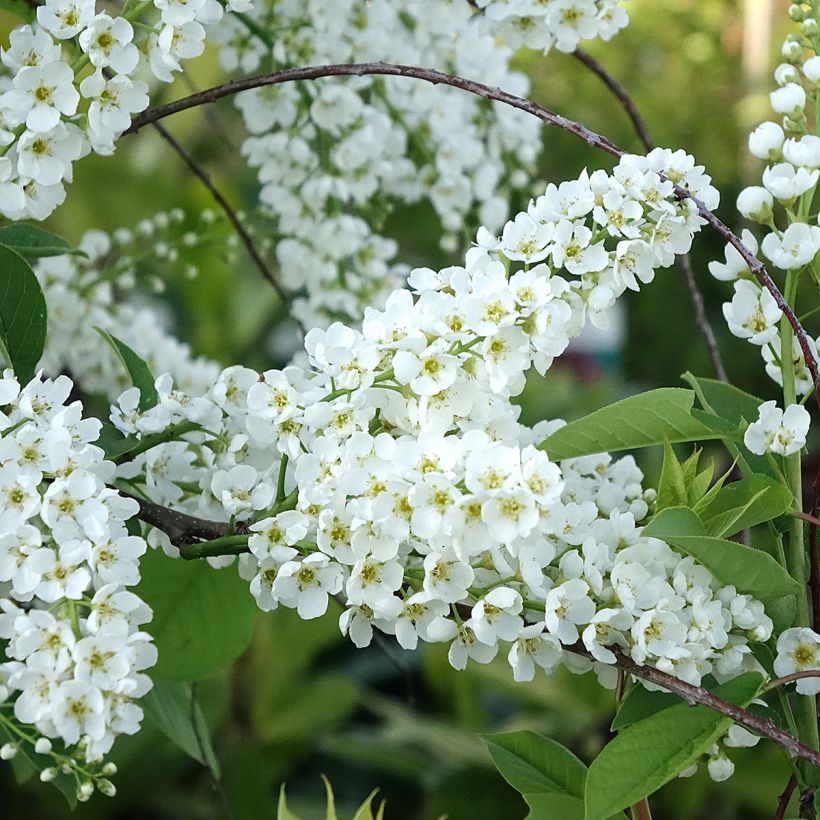 Gewöhnliche Trauben-Kirsche Le Thoureil - Prunus padus (Blüte)