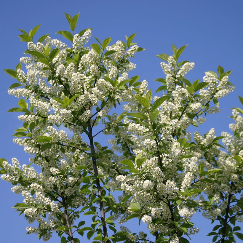 Gewöhnliche Trauben-Kirsche Nana - Prunus padus  (Flowering)