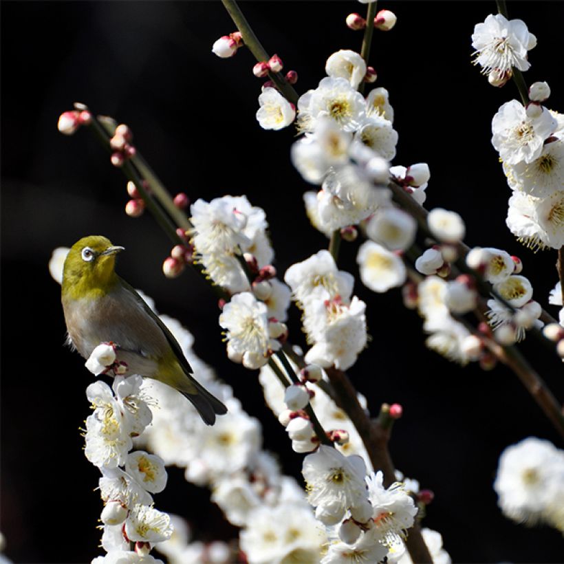 Zierpfirsich Taoflora White - Prunus persica (Flowering)