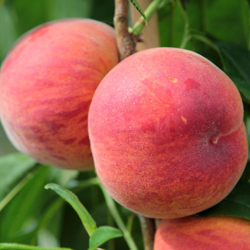 Pfirsich Suncrest - Prunus persica (Harvest)