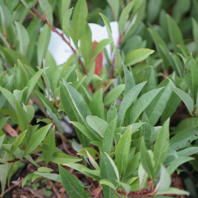 Zierpfirsich Depressa - Prunus pumila (Foliage)