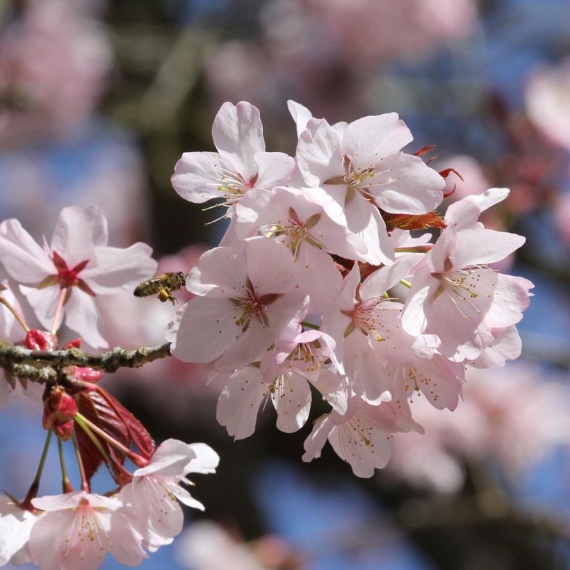 Sargents Kirsche - Prunus sargentii (Flowering)