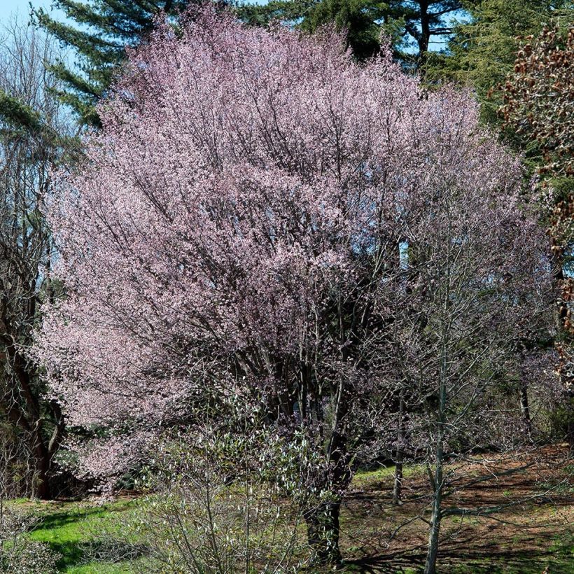 Sargents Kirsche - Prunus sargentii (Plant habit)