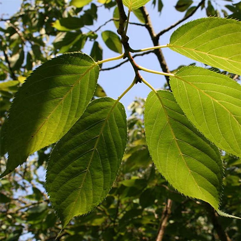 Mahagoni-Kirsche Amber Scots - Prunus serrula (Foliage)