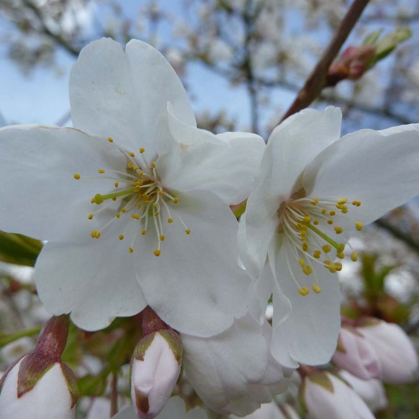 Mahagoni-Kirsche Amber Scots - Prunus serrula (Flowering)