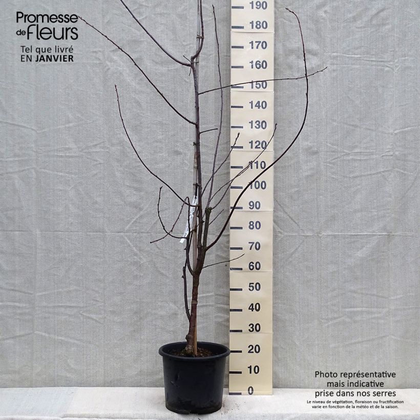 Exemplar von Mahagoni-Kirsche Amber Scots - Prunus serrula Topf mit 7,5L/10L wie im Winter geliefert