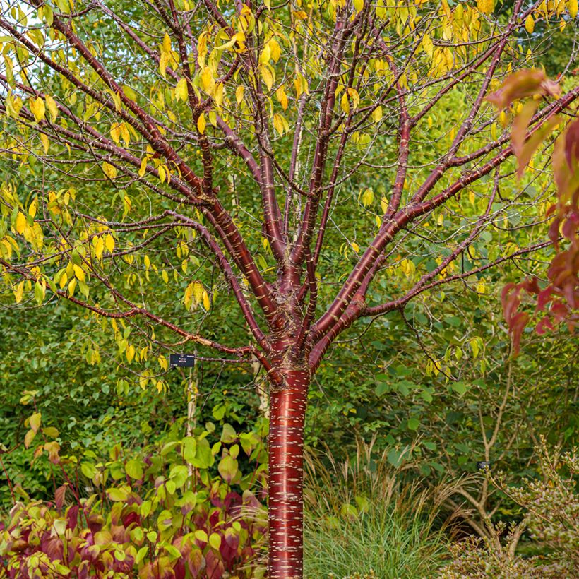 Mahagoni-Kirsche Amber Scots - Prunus serrula (Plant habit)