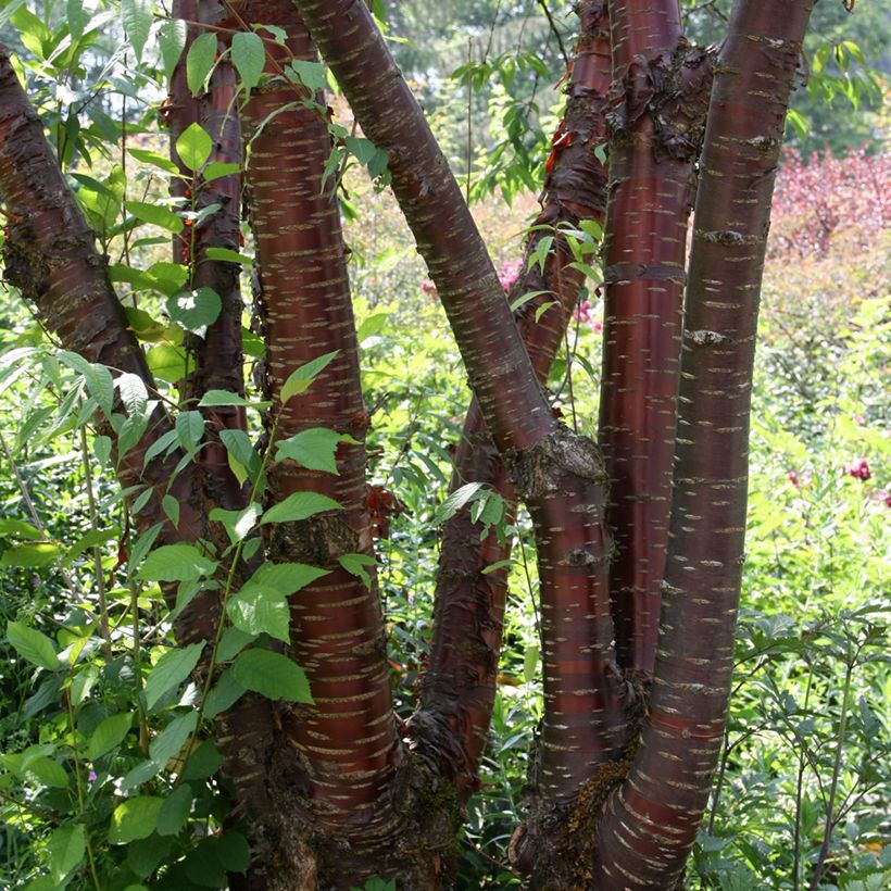 Mahagoni-Kirsche - Prunus serrula (Plant habit)