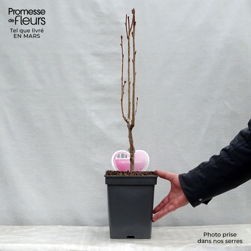 Exemplar von Zierkirsche Amanogawa - Prunus serrulata Topf mit 4L/5L wie im Frühjahr geliefert