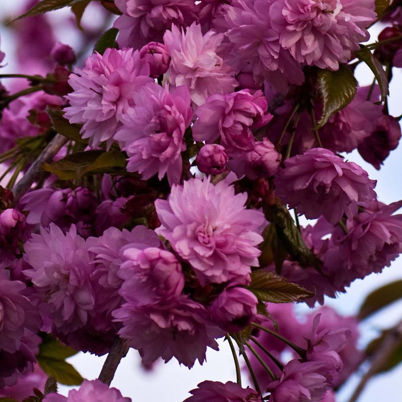 Zierkirsche Kiku-Shidare-Zakura - Prunus serrulata (Flowering)